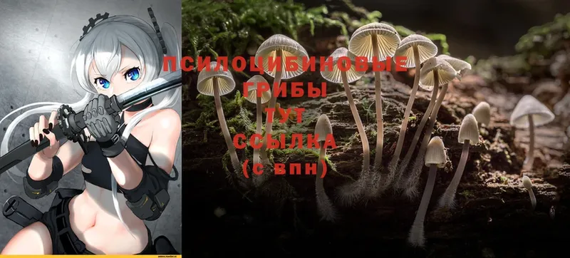 Псилоцибиновые грибы Cubensis  это официальный сайт  Павловский Посад 